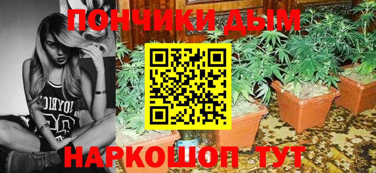 Конопля гибрид Губкин